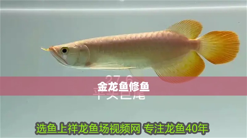 金龍魚修魚