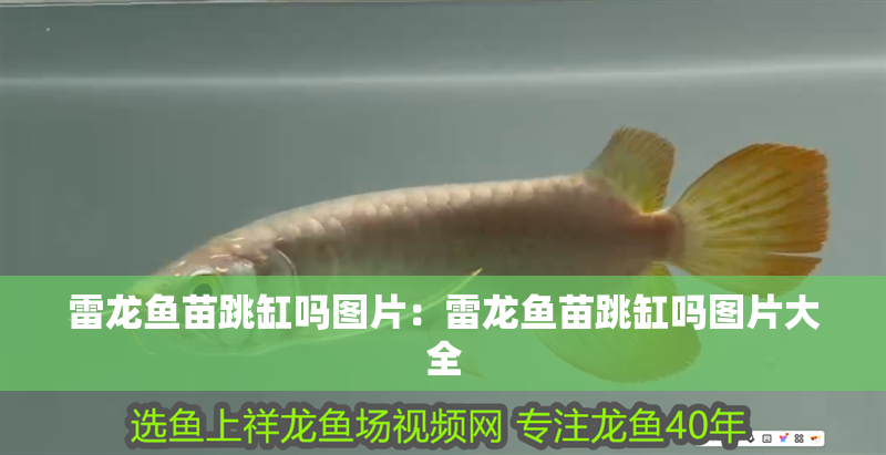 雷龍魚苗跳缸嗎圖片：雷龍魚苗跳缸嗎圖片大全