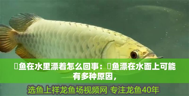 魟魚在水里漂著怎么回事：魟魚漂在水面上可能有多種原因，