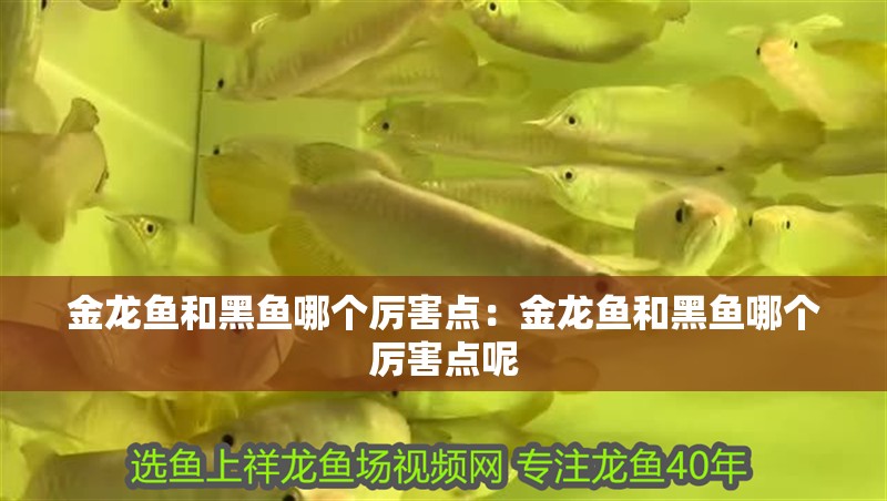 金龍魚和黑魚哪個厲害點：金龍魚和黑魚哪個厲害點呢