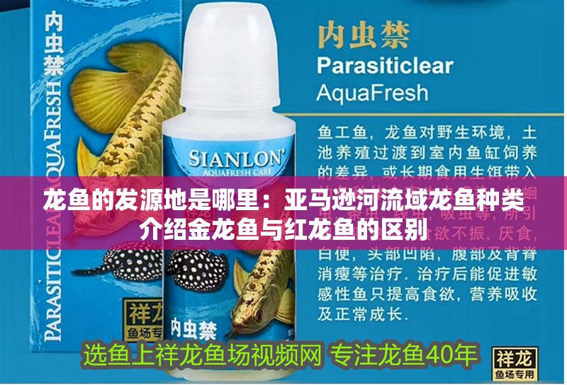 龍魚的發源地是哪里：亞馬遜河流域龍魚種類介紹金龍魚與紅龍魚的區別
