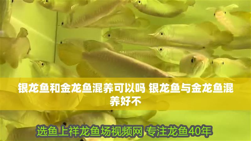 銀龍魚和金龍魚混養可以嗎 銀龍魚與金龍魚混養好不