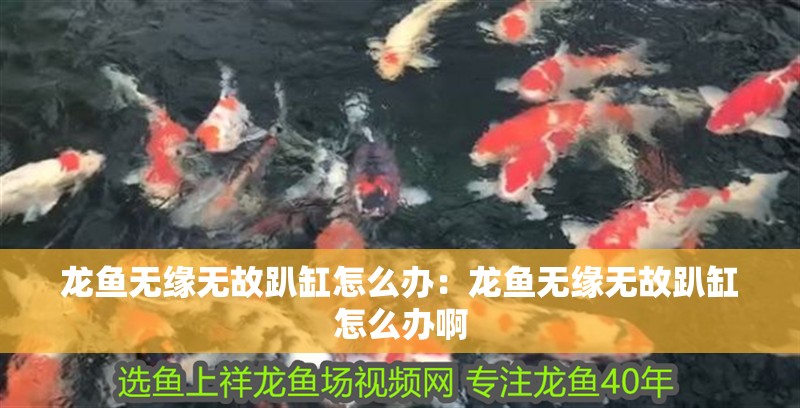 龍魚無緣無故趴缸怎么辦：龍魚無緣無故趴缸怎么辦啊