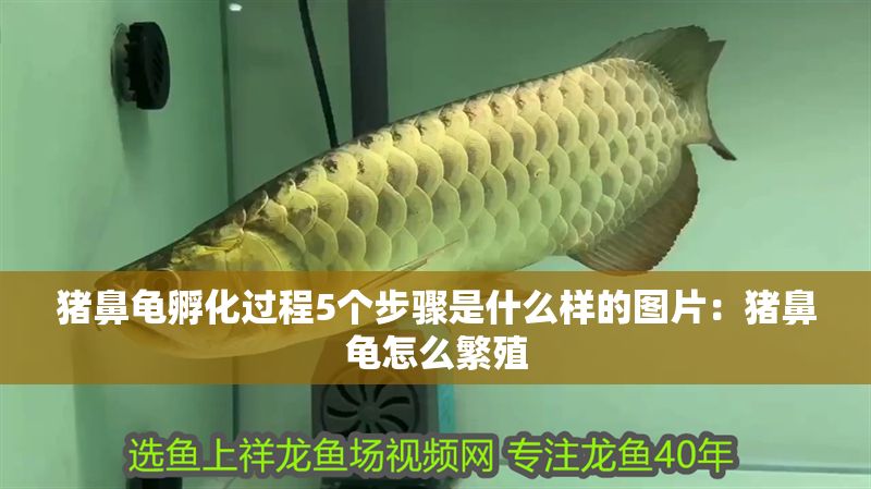 豬鼻龜孵化過程5個步驟是什么樣的圖片：豬鼻龜怎么繁殖