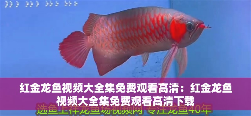 豬鼻龜好不好養活一些呀(豬鼻龜好不好養活一些呀視頻)