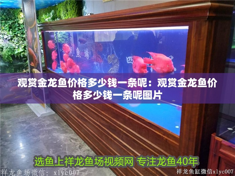 觀賞金龍魚價格多少錢一條呢：觀賞金龍魚價格多少錢一條呢圖片