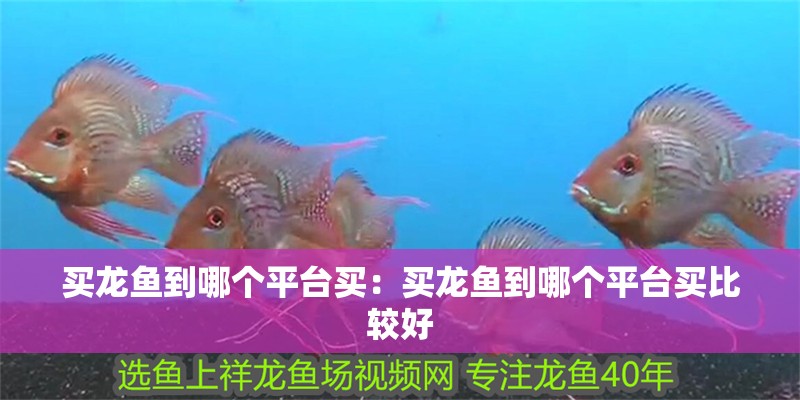 買龍魚(yú)到哪個(gè)平臺(tái)買：買龍魚(yú)到哪個(gè)平臺(tái)買比較好