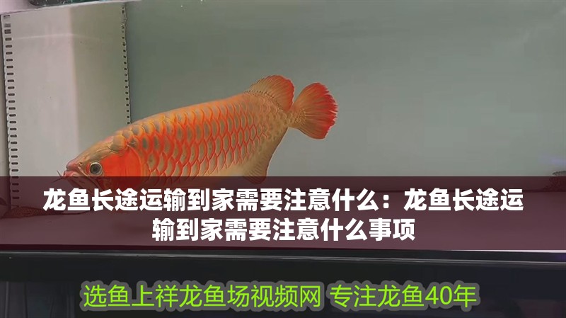 龍魚長途運輸到家需要注意什么：龍魚長途運輸到家需要注意什么事項