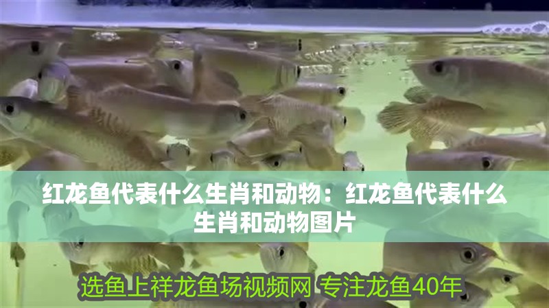 紅龍魚代表什么生肖和動物：紅龍魚代表什么生肖和動物圖片