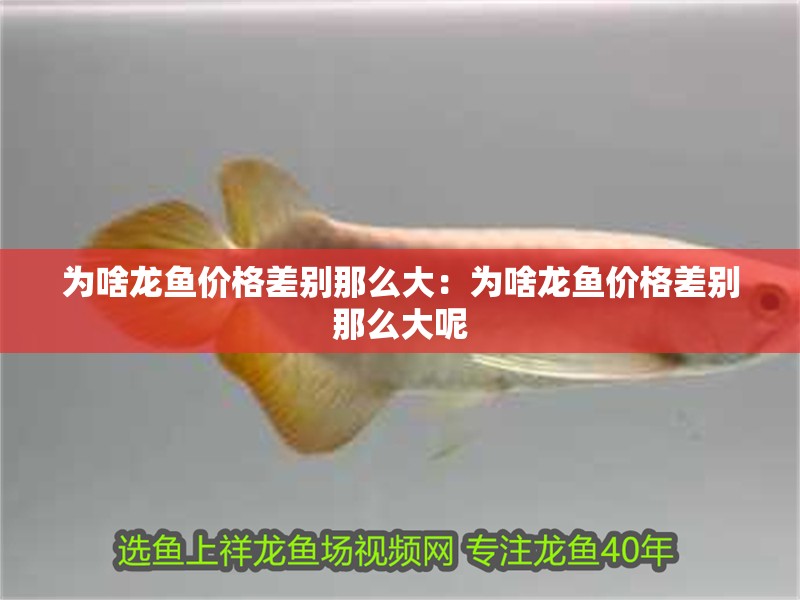 為啥龍魚價(jià)格差別那么大：為啥龍魚價(jià)格差別那么大呢