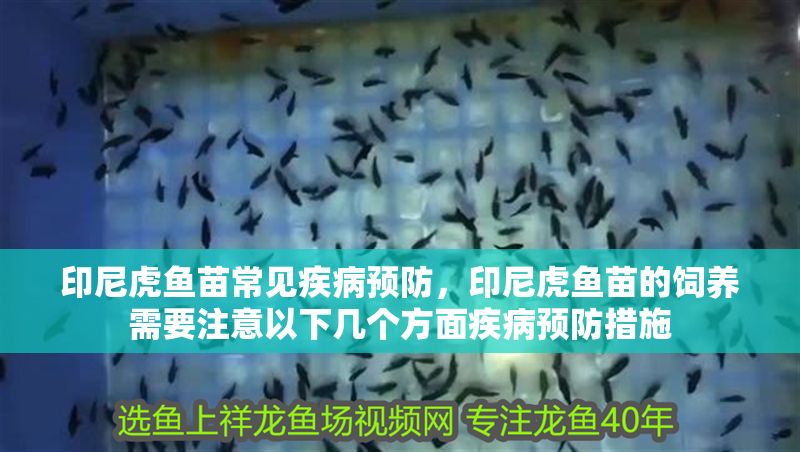 印尼虎魚苗常見疾病預防，印尼虎魚苗的飼養(yǎng)需要注意以下幾個方面疾病預防措施