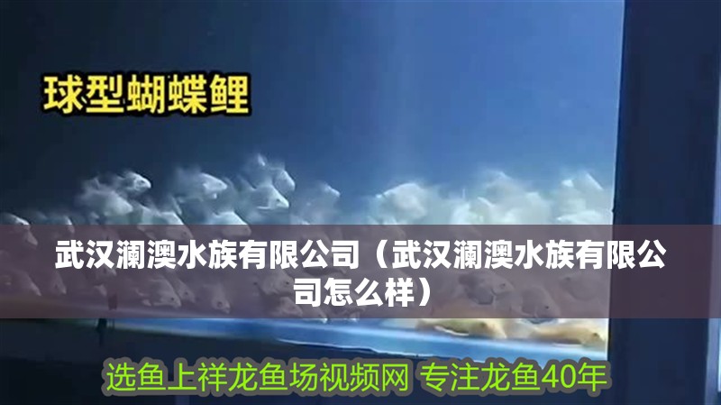 武漢瀾澳水族有限公司（武漢瀾澳水族有限公司怎么樣）