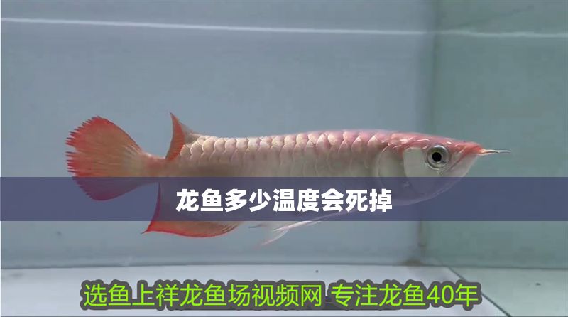 龍魚多少溫度會死掉 龍魚多少溫度會死掉 龍魚百科 第2張