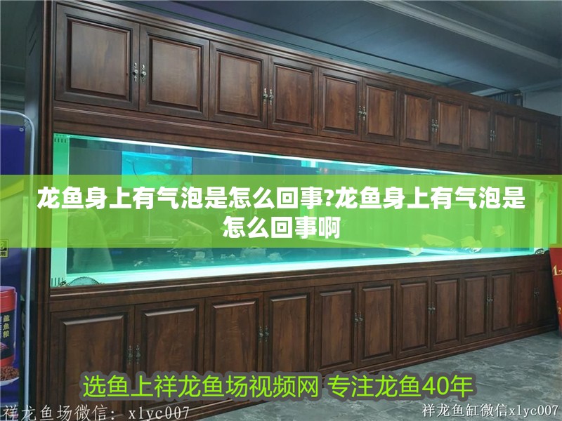 龍魚身上有氣泡是怎么回事?龍魚身上有氣泡是怎么回事啊
