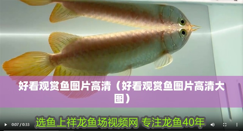 好看觀賞魚(yú)圖片高清（好看觀賞魚(yú)圖片高清大圖）