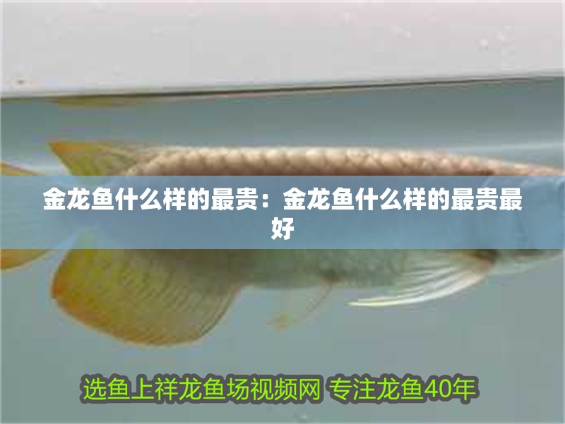 金龍魚什么樣的最貴：金龍魚什么樣的最貴最好