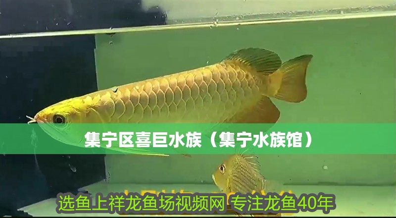 集寧區喜巨水族（集寧水族館）