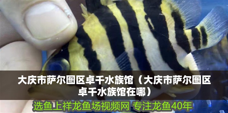 大慶市薩爾圖區卓千水族館（大慶市薩爾圖區卓千水族館在哪）