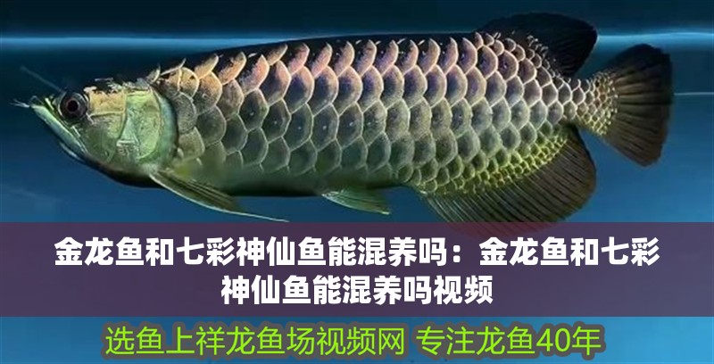 金龍魚和七彩神仙魚能混養(yǎng)嗎：金龍魚和七彩神仙魚能混養(yǎng)嗎視頻