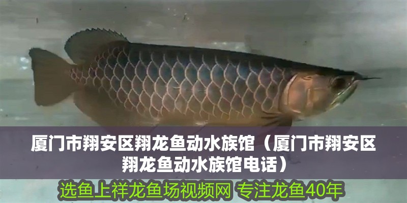 廈門市翔安區(qū)翔龍魚動水族館（廈門市翔安區(qū)翔龍魚動水族館電話）