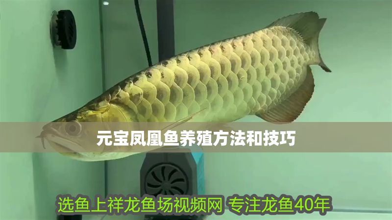 元寶鳳凰魚養(yǎng)殖方法和技巧