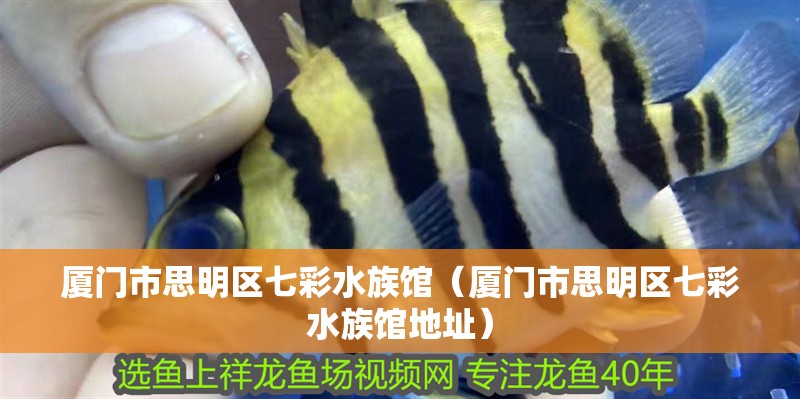 廈門(mén)市思明區(qū)七彩水族館（廈門(mén)市思明區(qū)七彩水族館地址）