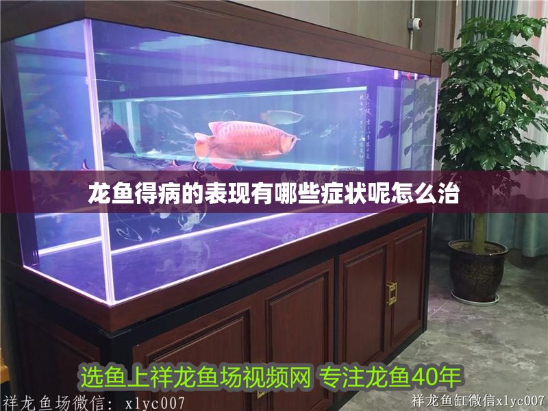 龍魚得病的表現有哪些癥狀呢怎么治 龍魚百科 第2張 龍魚得病的表現有哪些癥狀呢怎么治 龍魚得病的表現有哪些癥狀呢怎么治 龍魚百科 第2張