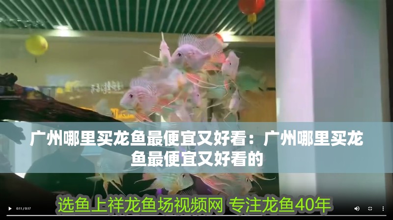 廣州哪里買(mǎi)龍魚(yú)最便宜又好看：廣州哪里買(mǎi)龍魚(yú)最便宜又好看的