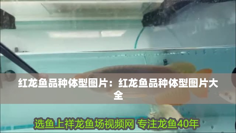 紅龍魚品種體型圖片：紅龍魚品種體型圖片大全