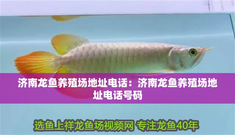 濟南龍魚養殖場地址電話：濟南龍魚養殖場地址電話號碼