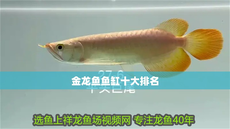 金龍魚魚缸十大排名
