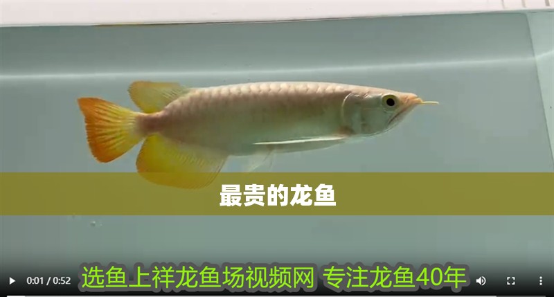 最貴的龍魚