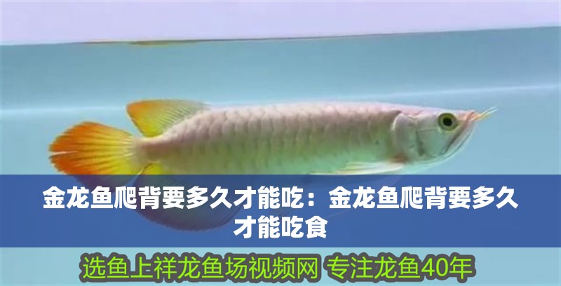 金龍魚爬背要多久才能吃：金龍魚爬背要多久才能吃食