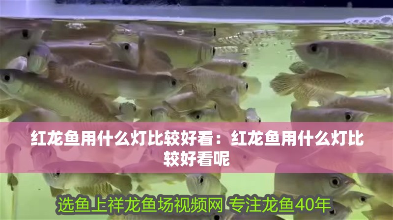 紅龍魚用什么燈比較好看：紅龍魚用什么燈比較好看呢