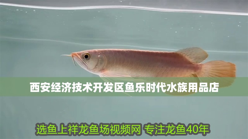 西安經(jīng)濟(jì)技術(shù)開(kāi)發(fā)區(qū)魚(yú)樂(lè)時(shí)代水族用品店