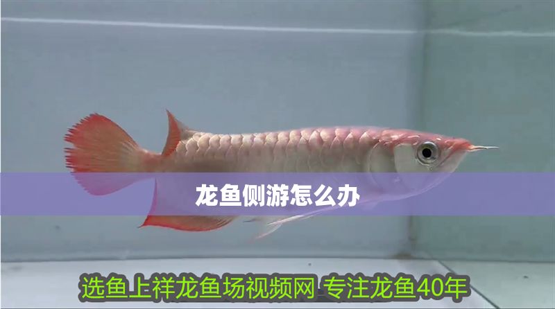 龍魚側游怎么辦