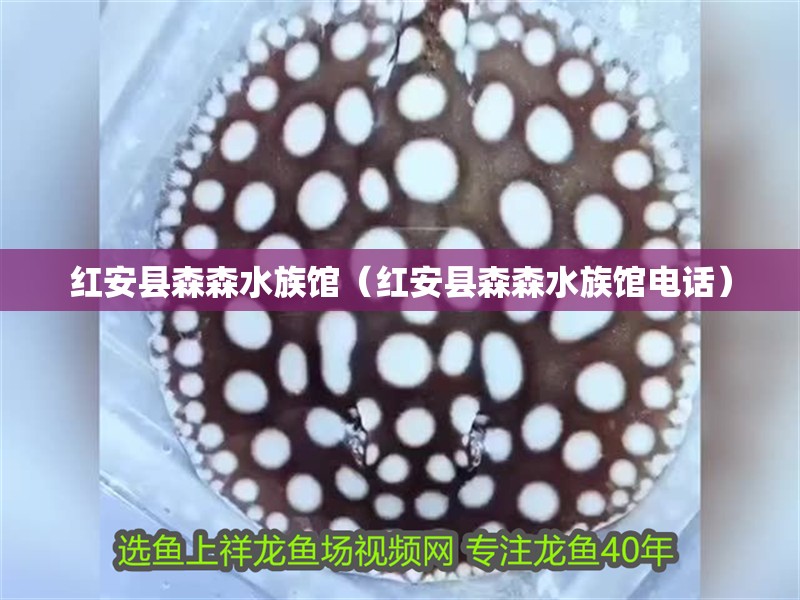 紅安縣森森水族館（紅安縣森森水族館電話）