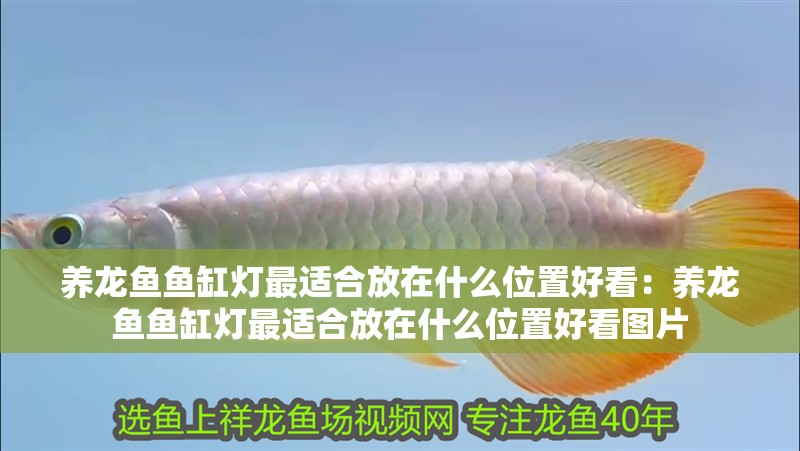 養(yǎng)龍魚魚缸燈最適合放在什么位置好看：養(yǎng)龍魚魚缸燈最適合放在什么位置好看圖片