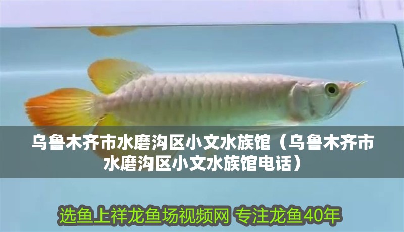 烏魯木齊市水磨溝區小文水族館（烏魯木齊市水磨溝區小文水族館電話）