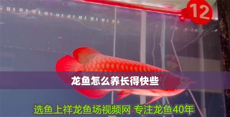 龍魚怎么養長得快些