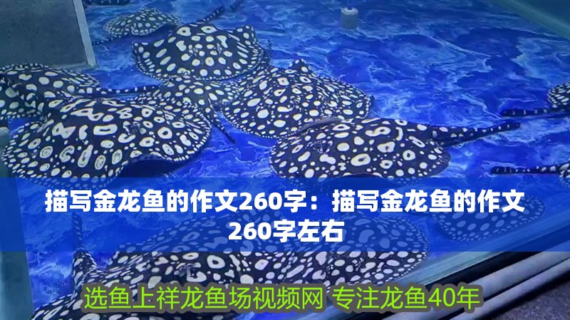 描寫金龍魚的作文260字：描寫金龍魚的作文260字左右