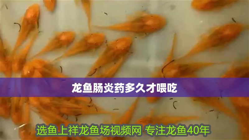 龍魚腸炎藥多久才喂吃 龍魚腸炎藥多久才喂吃 龍魚百科 第2張