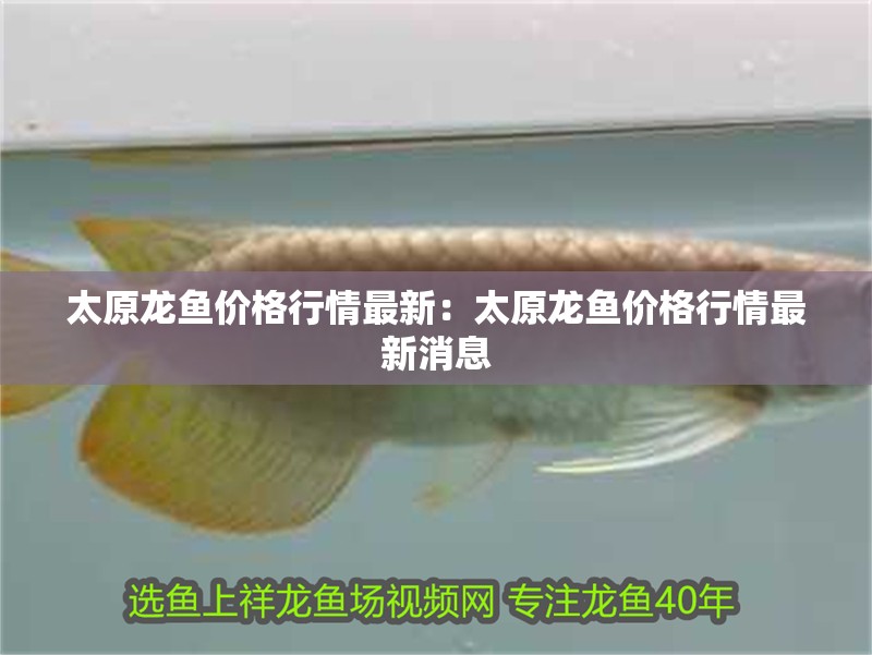 太原龍魚價格行情最新：太原龍魚價格行情最新消息