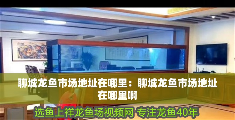 聊城龍魚市場地址在哪里：聊城龍魚市場地址在哪里啊