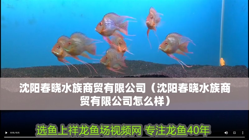 沈陽春曉水族商貿有限公司（沈陽春曉水族商貿有限公司怎么樣）