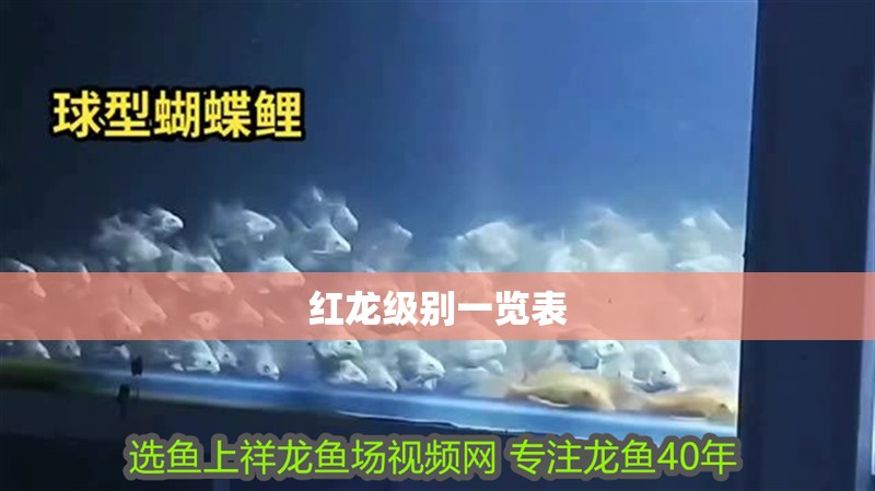 紅龍級(jí)別一覽表