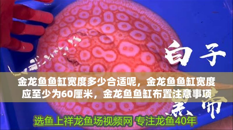金龍魚魚缸寬度多少合適呢，金龍魚魚缸寬度應至少為60厘米，金龍魚魚缸布置注意事項