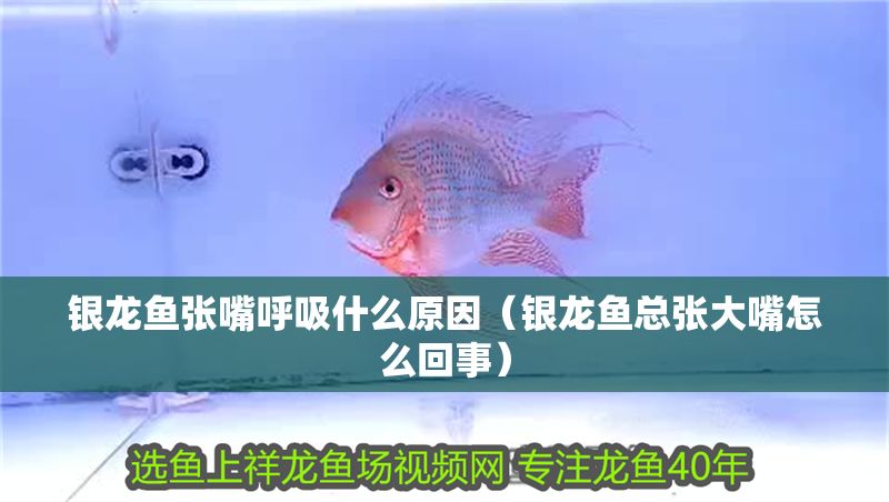 銀龍魚張嘴呼吸什么原因（銀龍魚總張大嘴怎么回事）