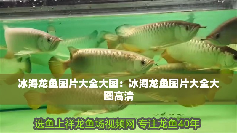 冰海龍魚圖片大全大圖：冰海龍魚圖片大全大圖高清
