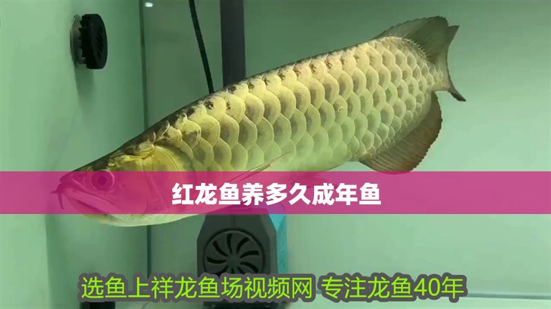 紅龍魚養多久成年魚 紅龍魚養多久成年魚 龍魚百科 第2張